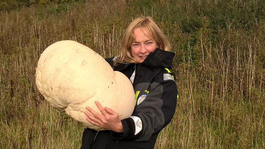 A giant puffball mushroom with a 1.5-metre circumference and weight of more than 10kg has been found - and quickly eaten - by a countryside ranger and her colleagues.